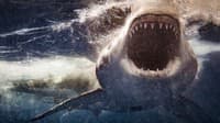 Plavba okolo Zeme sa zmenila na horor: Na loď námorníkov útočili desiatky žralokov! Ako sú na tom?