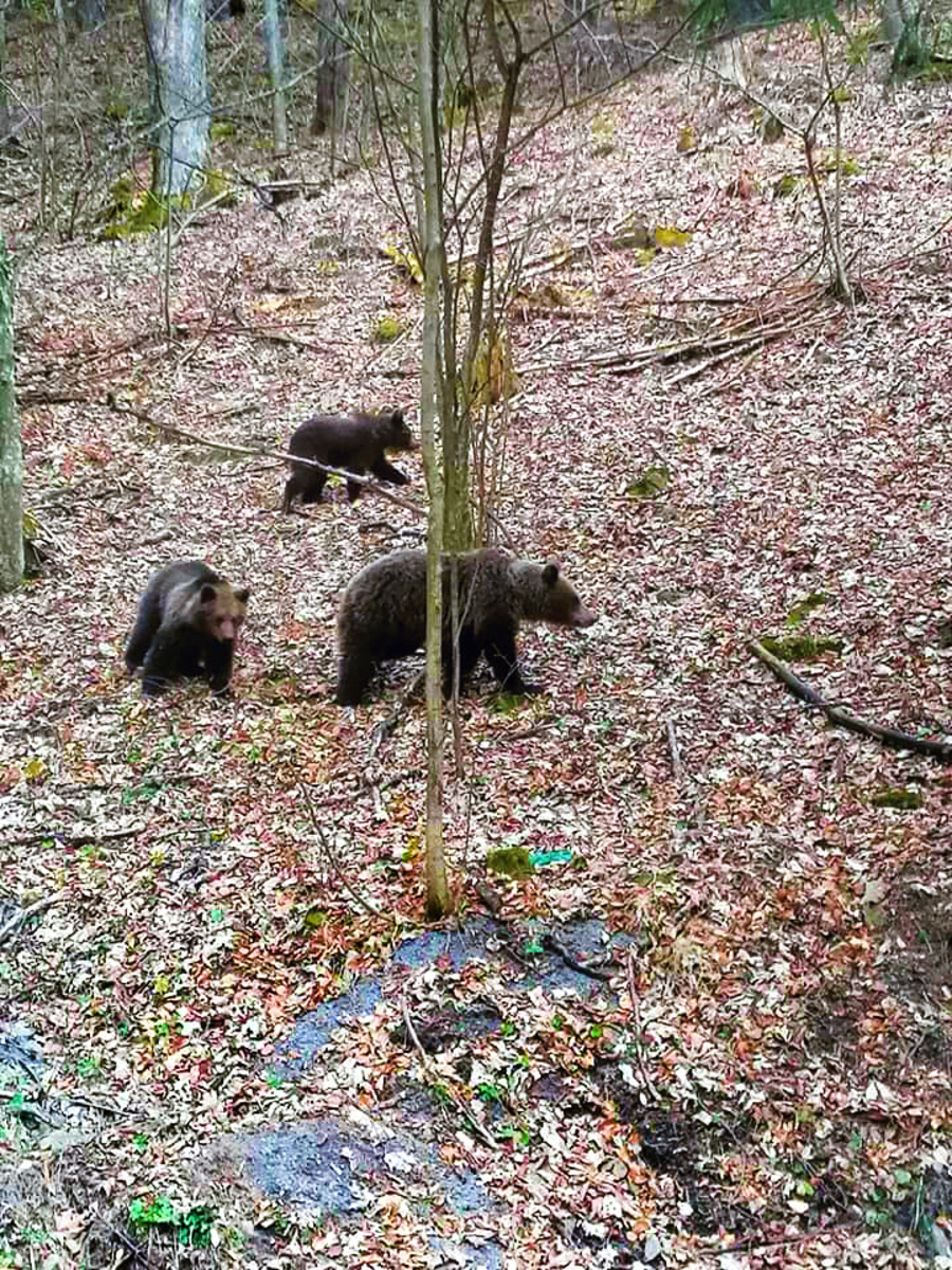 Na Krahuliach videli ľudia