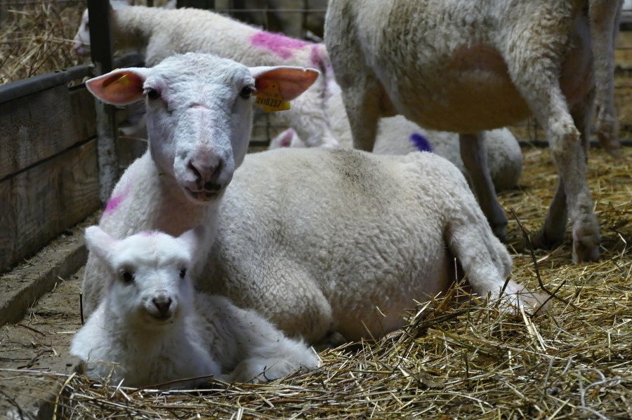 Ovce z ovčej farmy