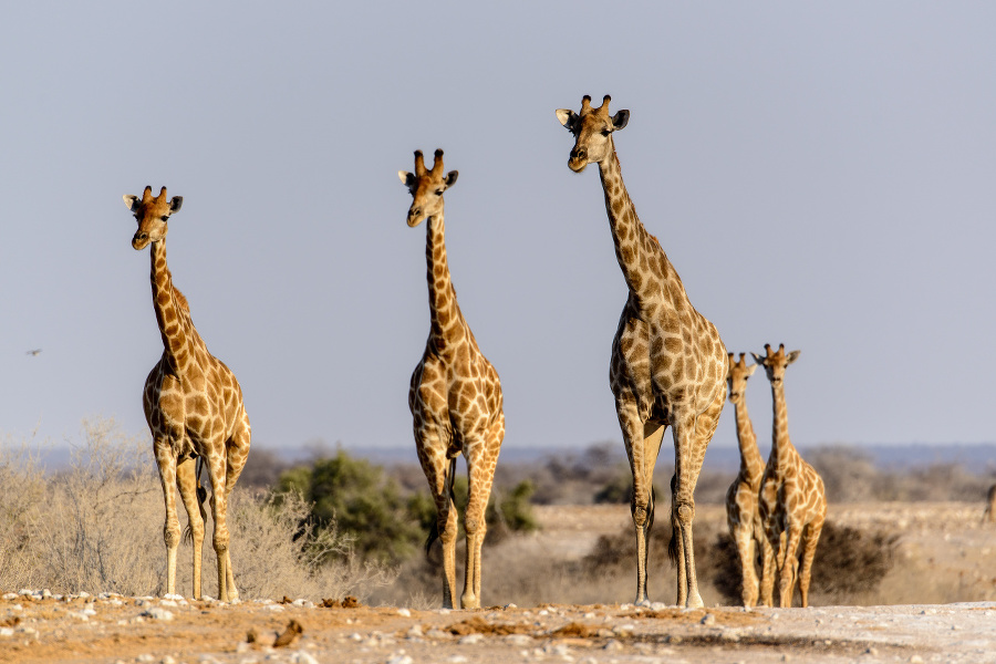 Etosha giraffes in Etosha,