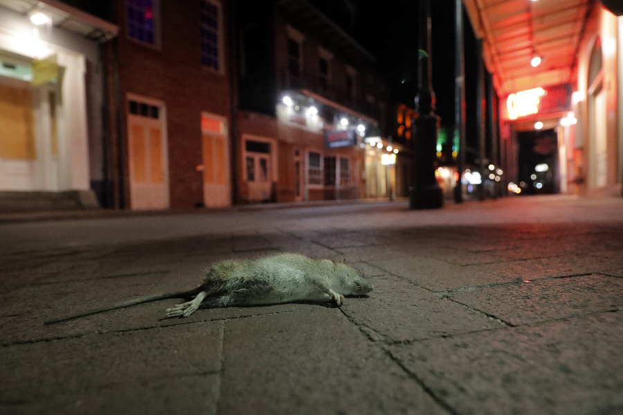 Mŕtvy potkan na vyľudnej