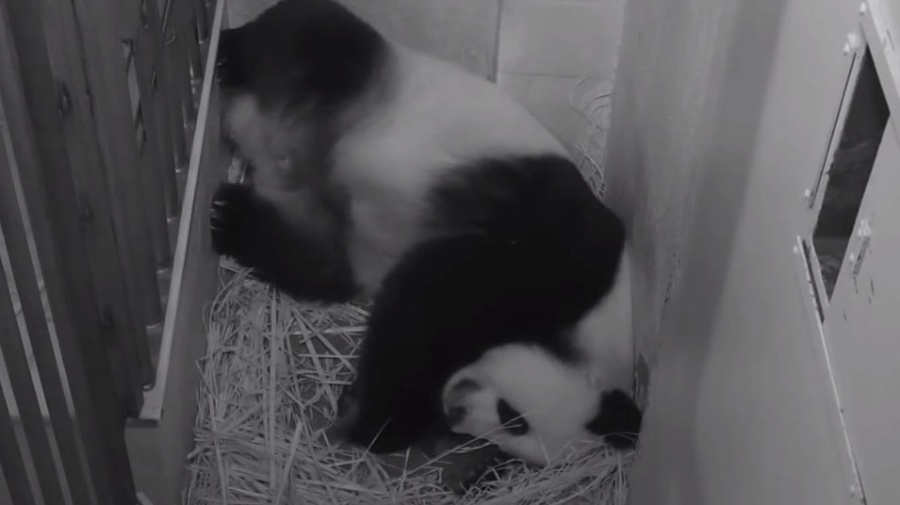 Panda Mei Xiang porodila