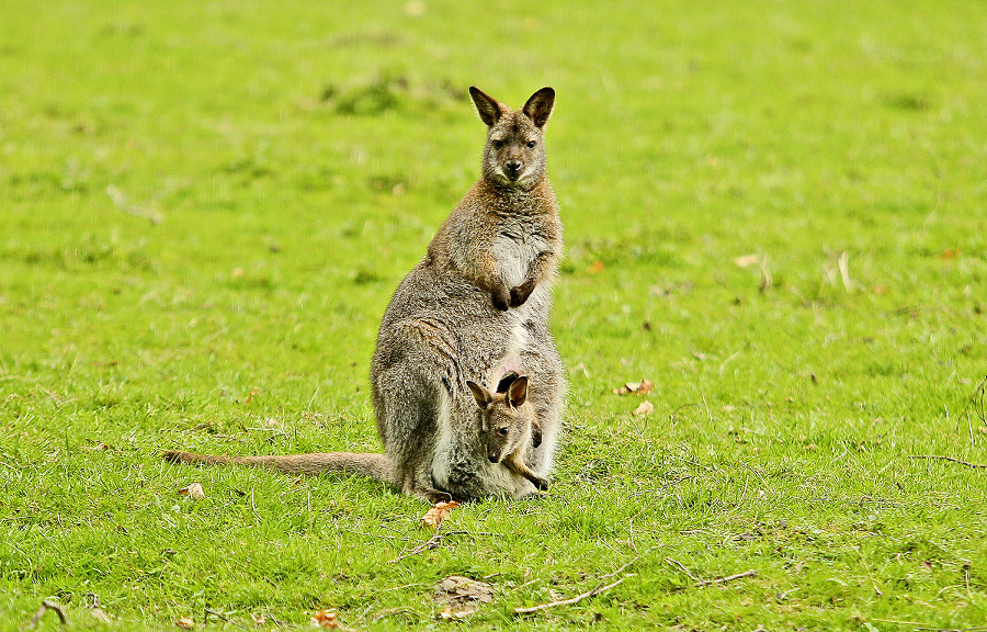 Malé kengurie drobce si