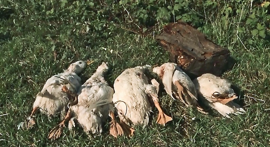 Kačky na Farme zabila