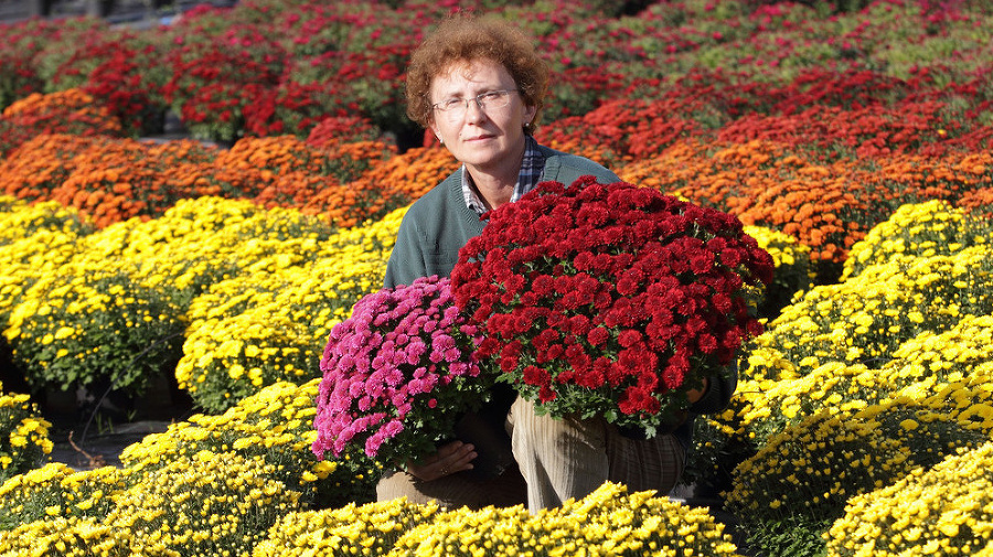 Kvetinová plantáž: Alena Semanová