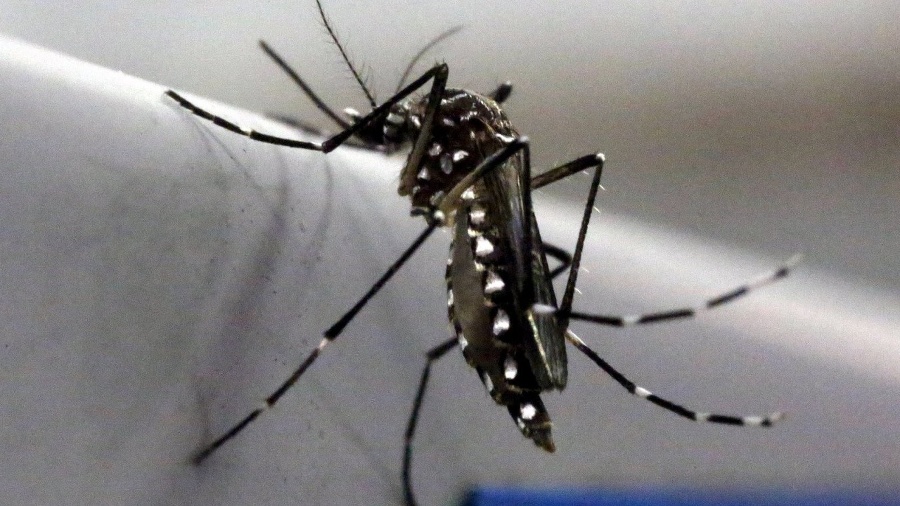 Vírus Zika prenášajú komáre.
