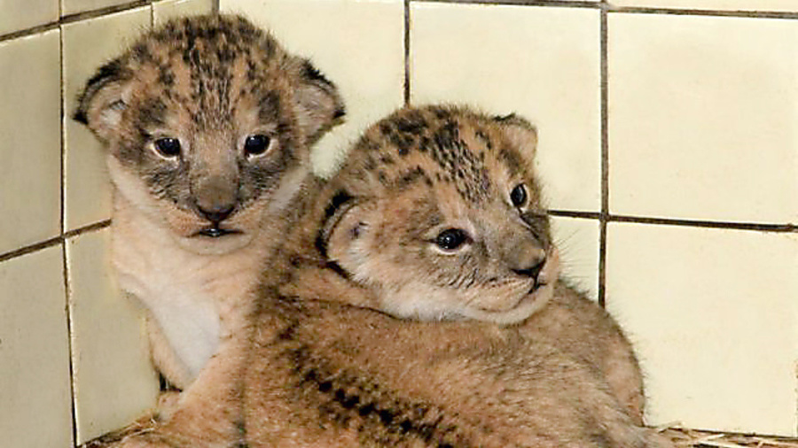Levíčatá v bojnickej ZOO mama žiarlivo stráži.
