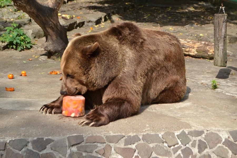 Medveď Felix si pochutnával