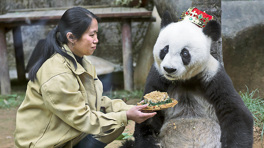 Najstaršia panda na svete