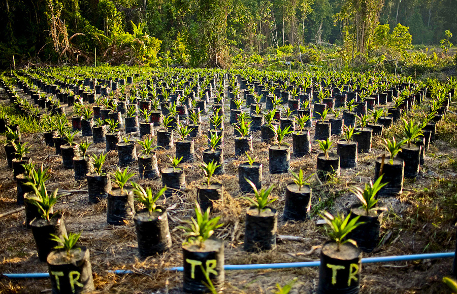 PALMOVÉ PLANTÁŽE:
Vyrastajú na úkor