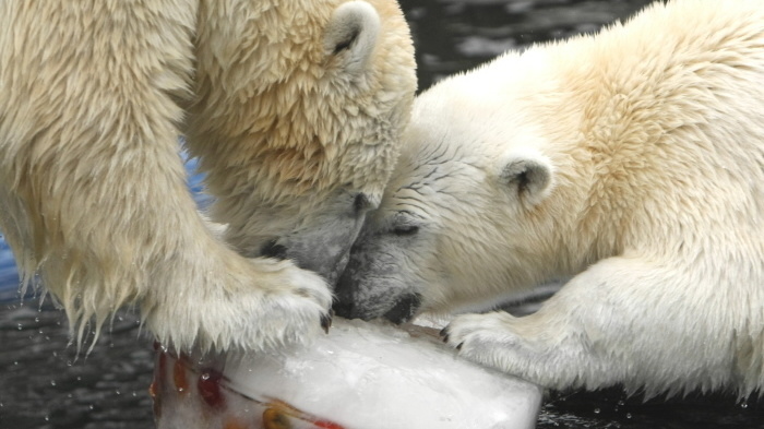 Polárny medveď Wilbär (vpravo)