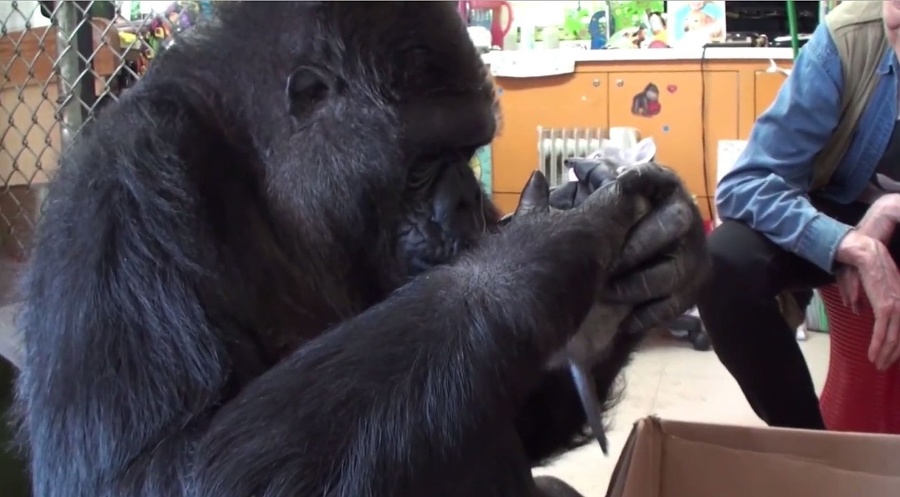 Gorila Koko miluje mačiatka.