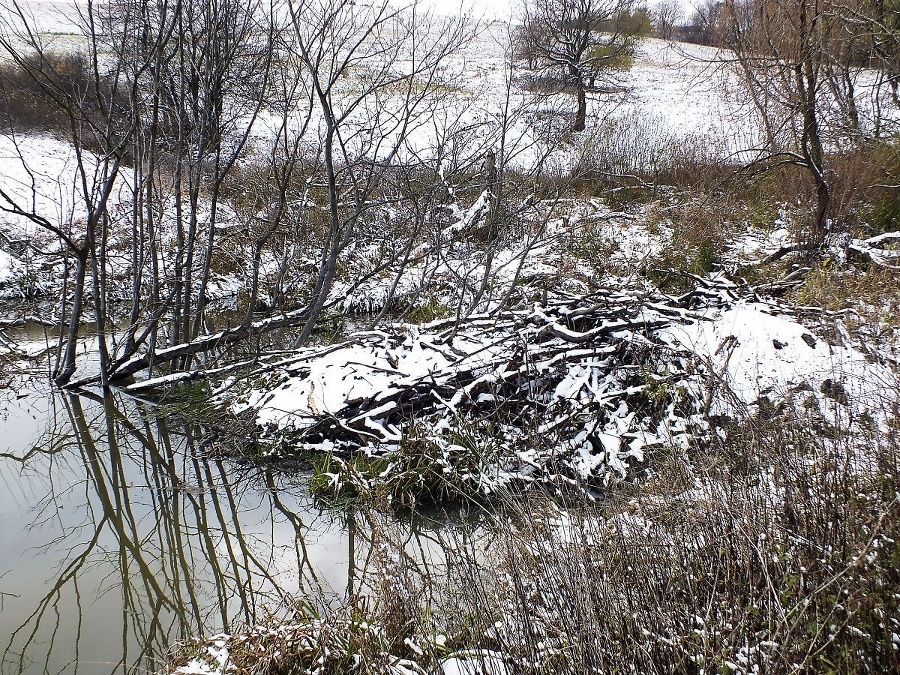 Bobrí hrad – hlodavce