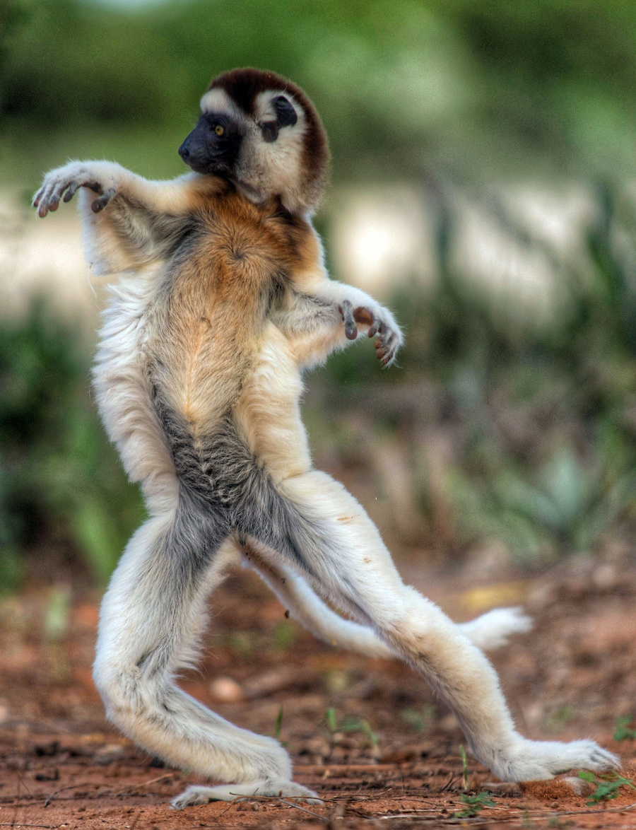 Lemur predvádzal rozšafné tanečné