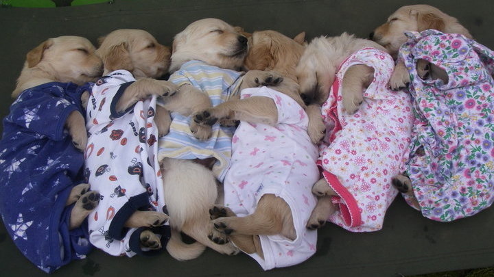 Rozkošné zvieratká v pyžamách.