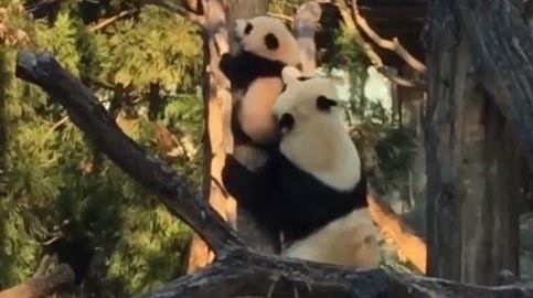 Panda vystrájanie svojho mláďaťa