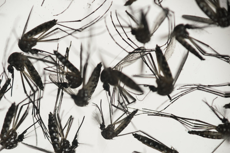 Komáre druhu Aedes aegypti