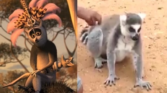 Skutočný lemur je rovnako