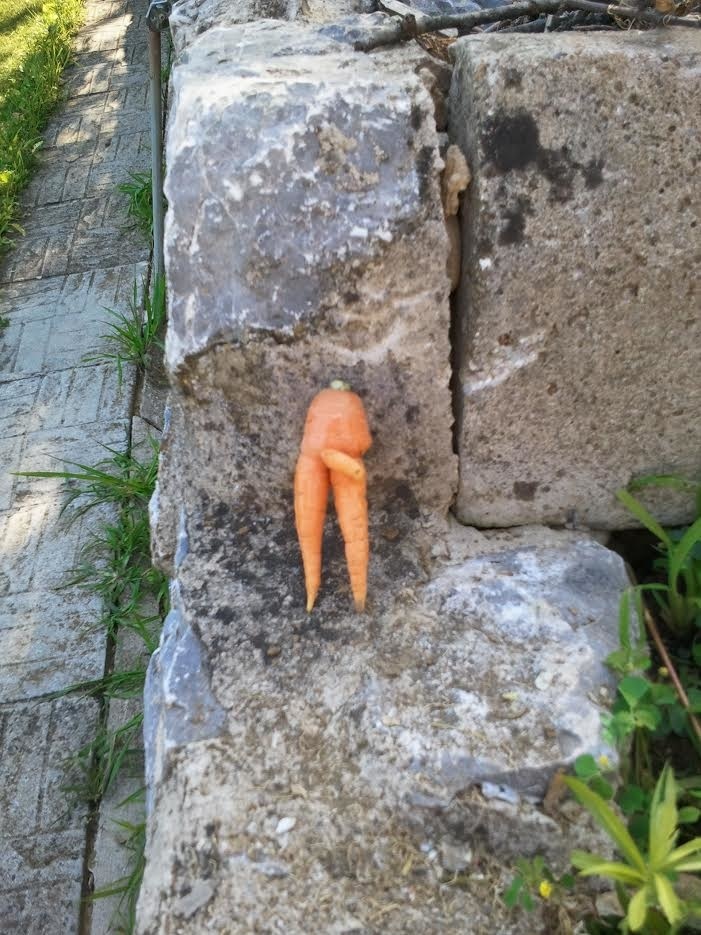 Takáto zvláštna mrkva vyrástla