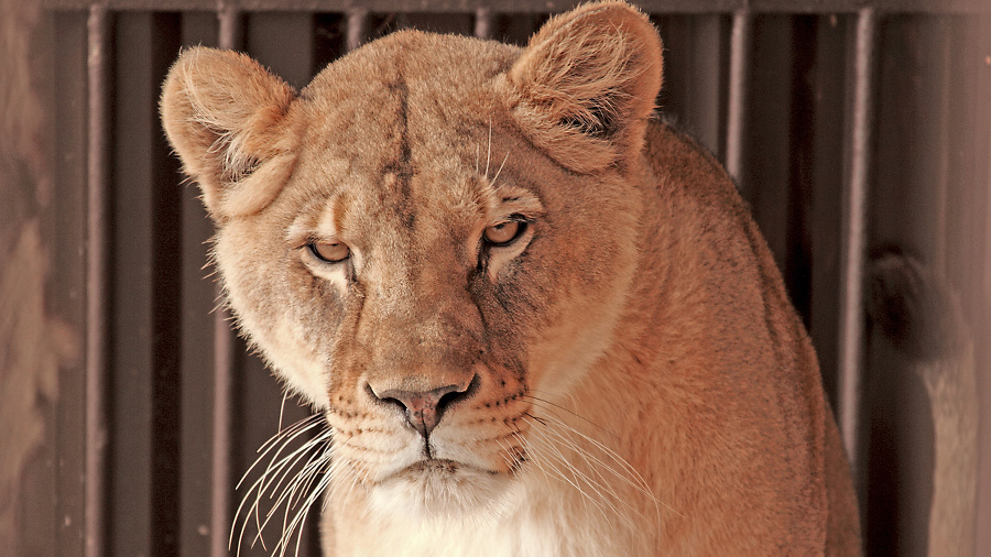 Zora musí stropkovskú zoo