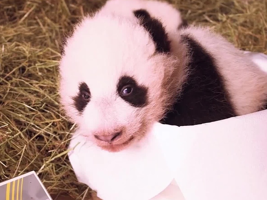 Mláďatko pandy vo viedenskej