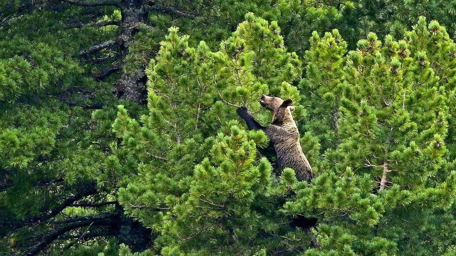 Medveď oberá limbové šišky