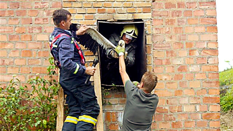 Bociany ufúľané od sadzí