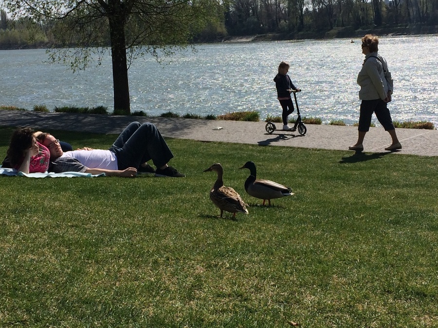 Párik kačičiek na promenáde