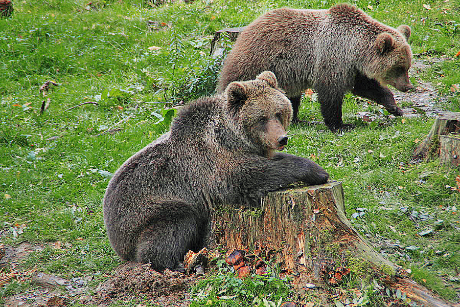 Medvedíky tvorili nerozlučný pár.