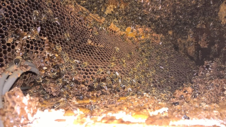 Včely vnikli do domu