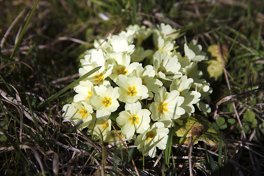 Prvosienka bezbyľová