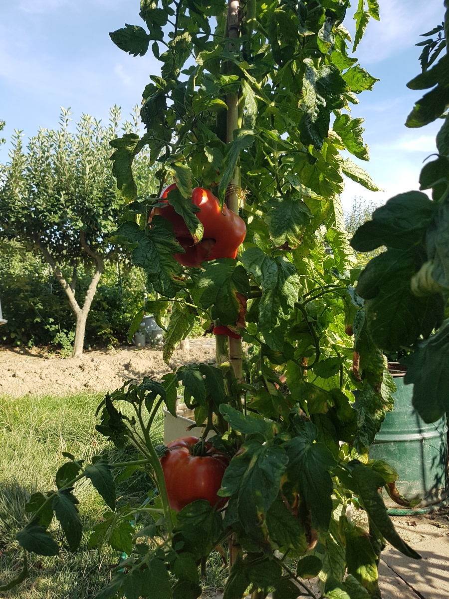 Jarmilkine paradajky vyzerajú na