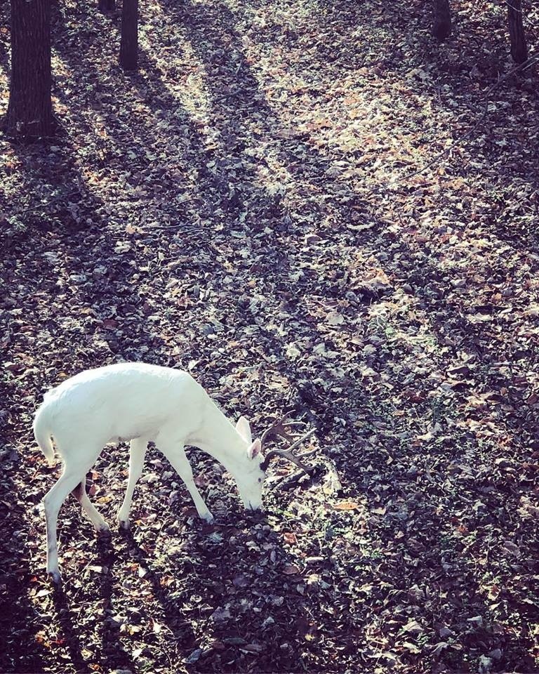 Biely jeleň sa objavil