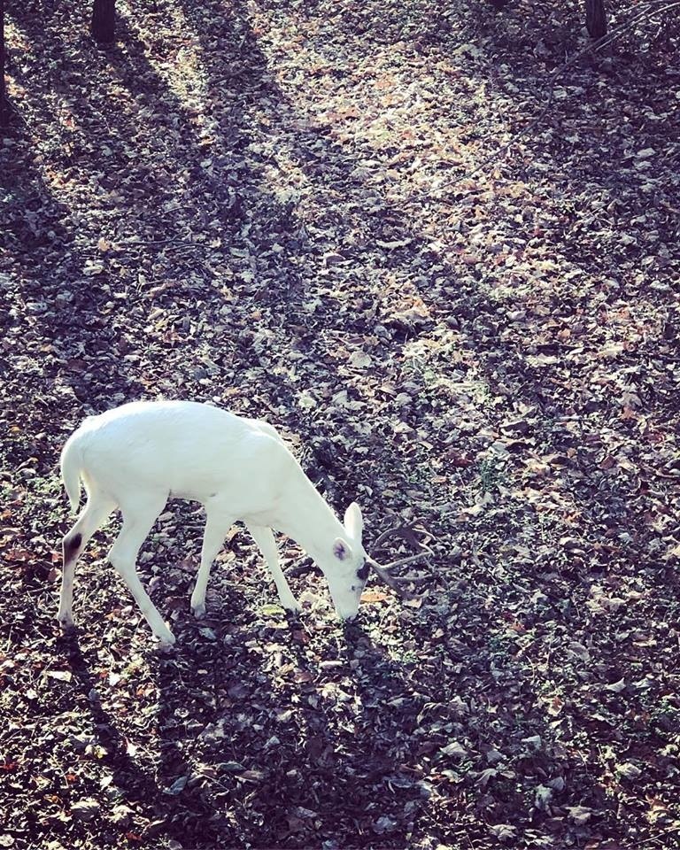 Biely jeleň sa objavil