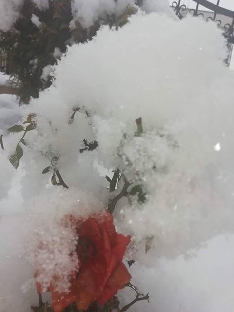 Jolika našla pod snehom