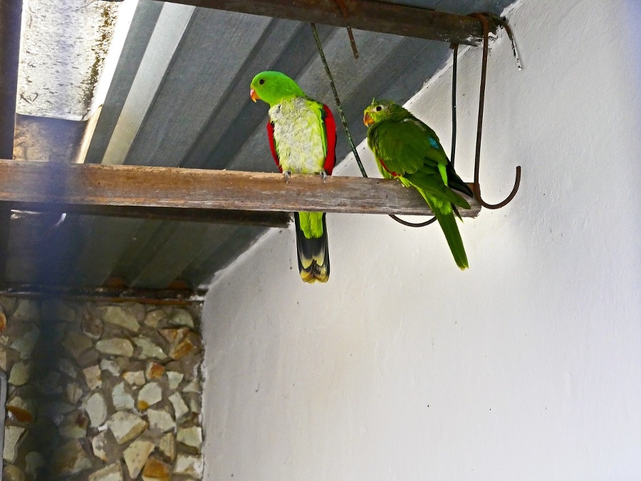 Papagáj červenokrídly