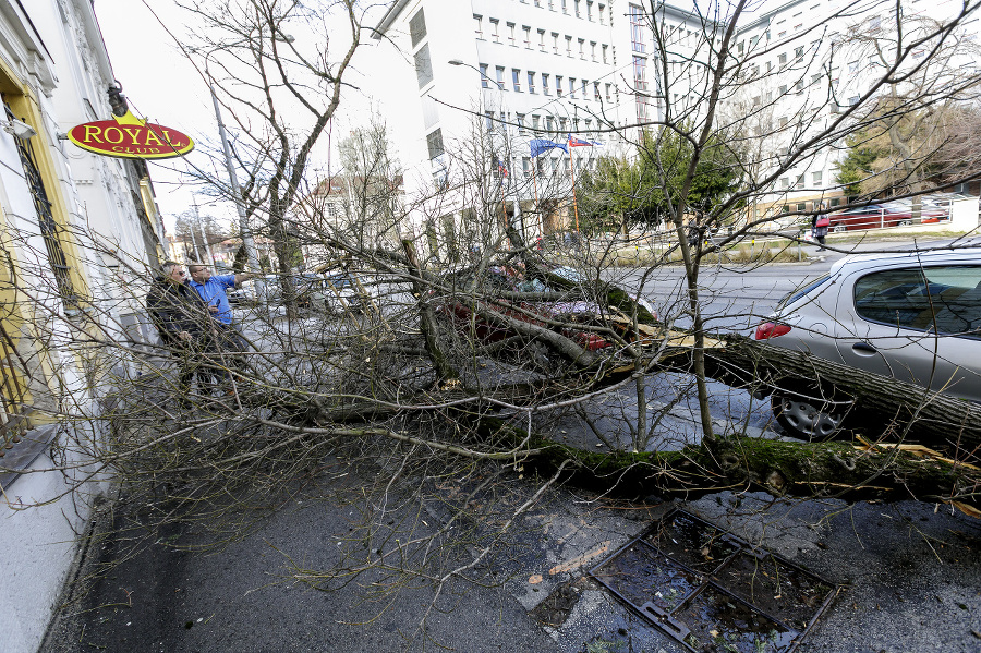 Spadnutý strom na Štefanovičovej