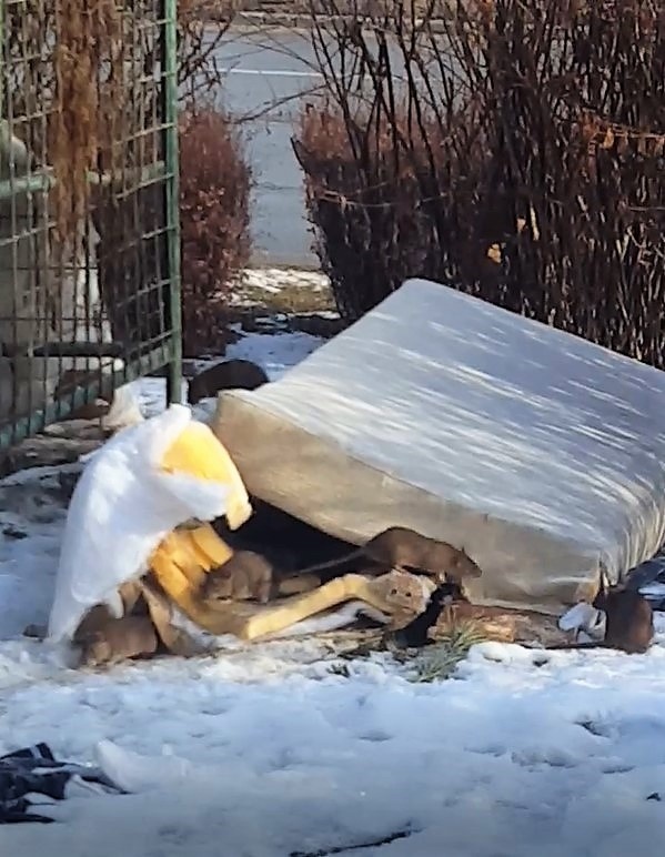 Pohľad na gigantické potkany naháňa strach.