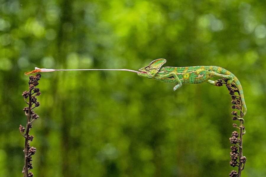 Chameleón: Odfotil ho fotograf