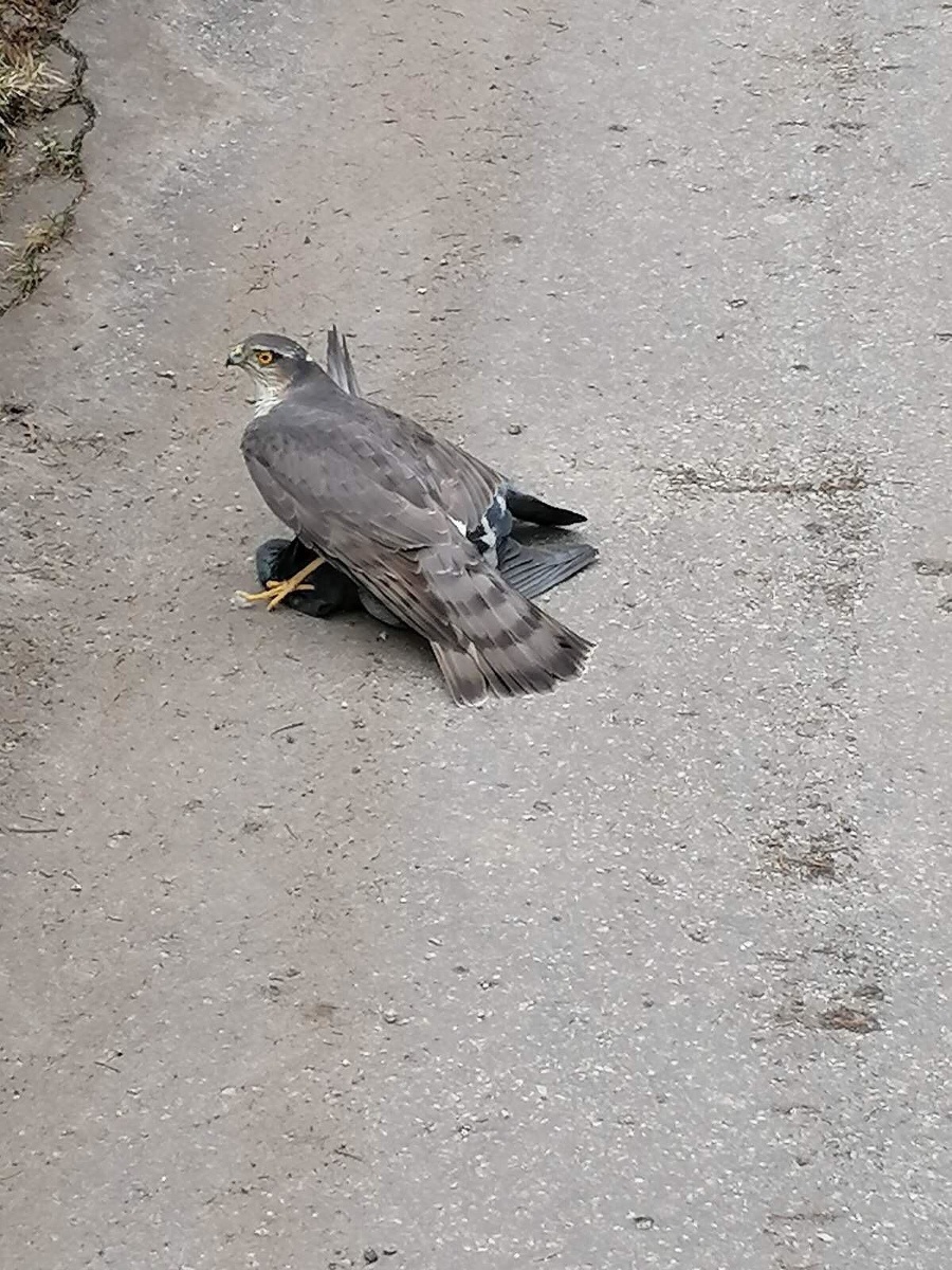 Dravec uprostred sídliska ulovil holuba.