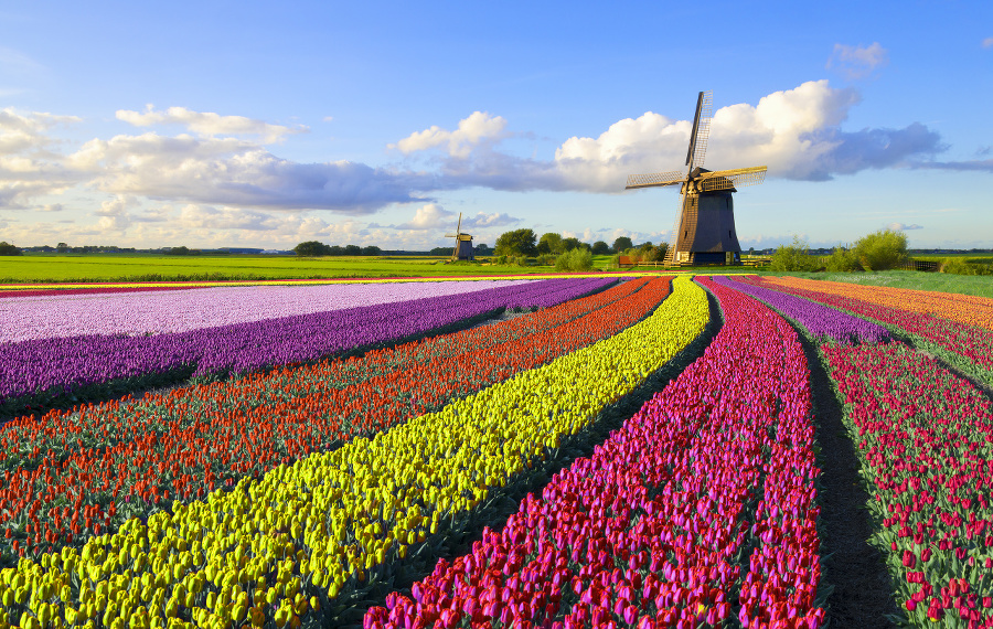 Colorful tulip field in