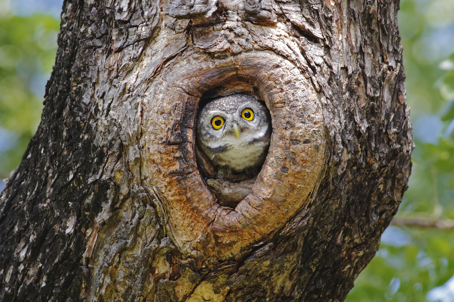 Spotted owlet Athene brama