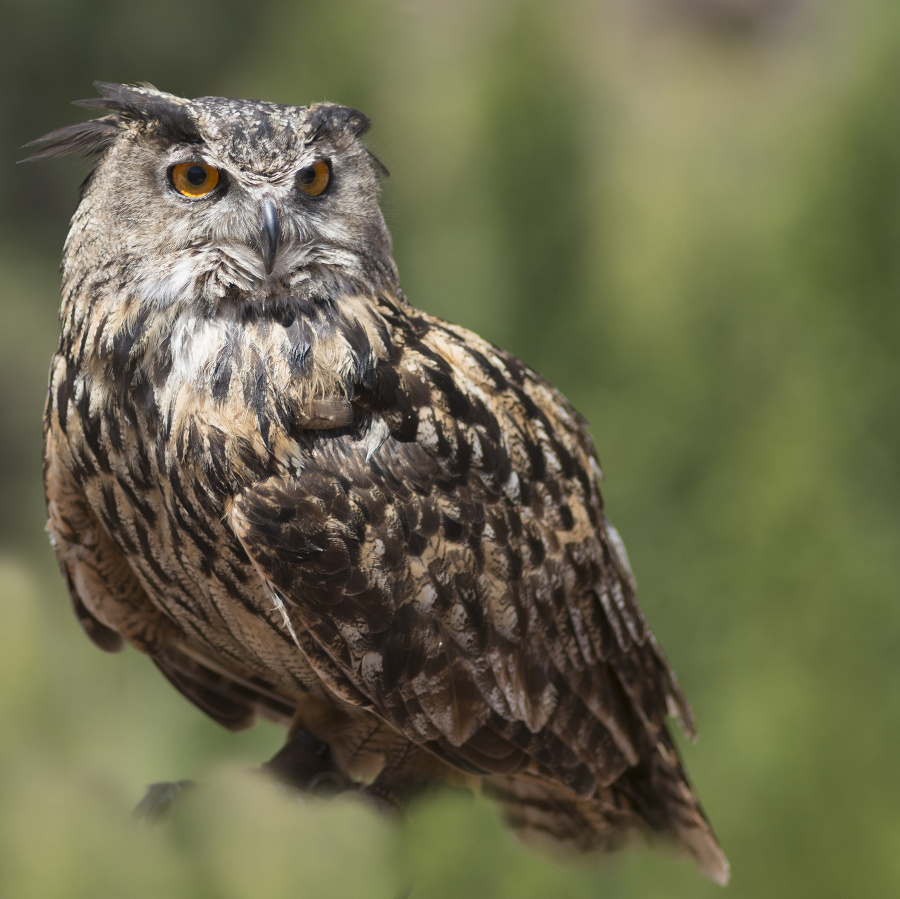 Eurasian eagle-owl (Bubo bubo)