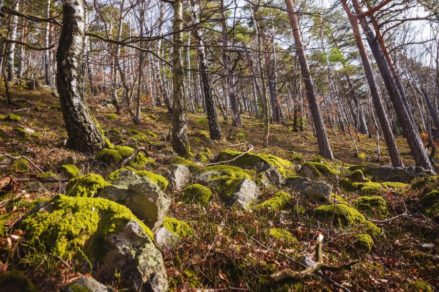 Moss on the Rocks