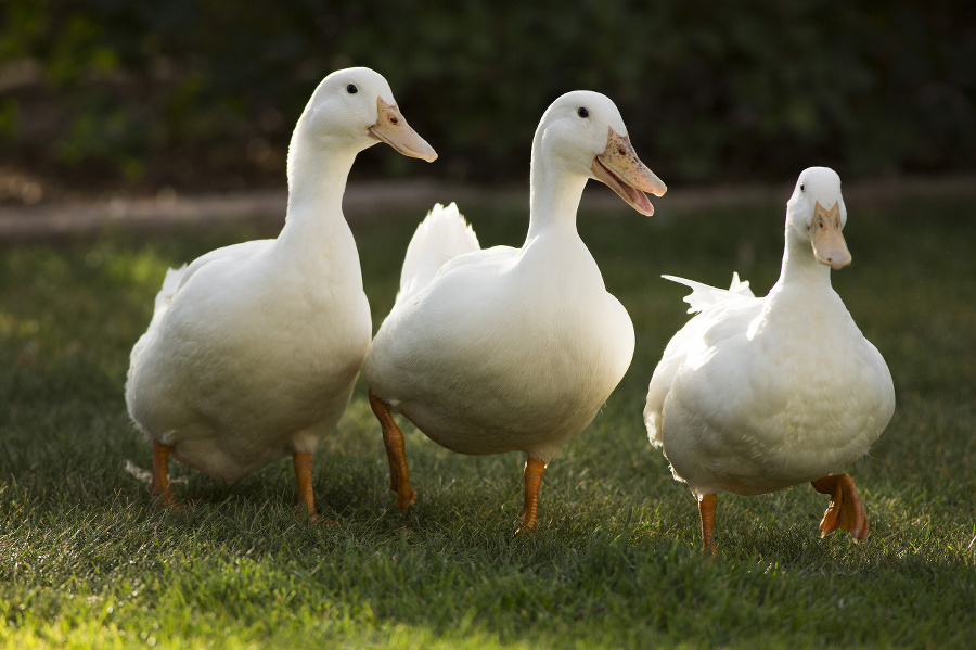 Three white pecking ducks