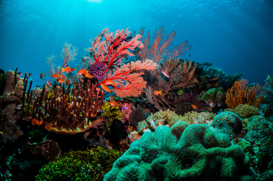 Beautiful coral scenes with