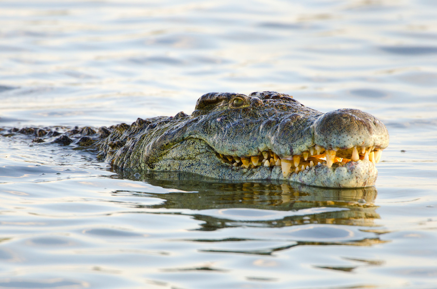 Nile Crocodile. Kruger National