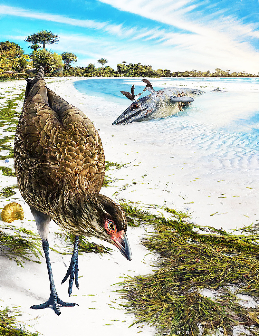 Asteriornis je prvý známy