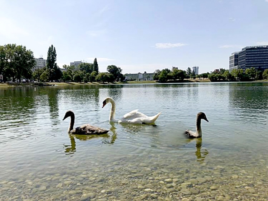 Štrkovec 25.7.2019 o 13.30