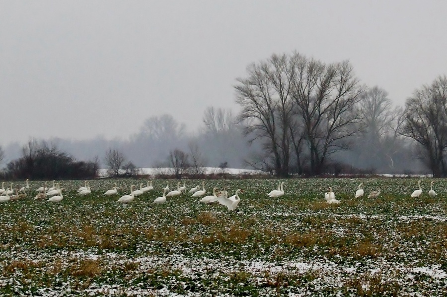 Kŕdeľ labutí v zime
